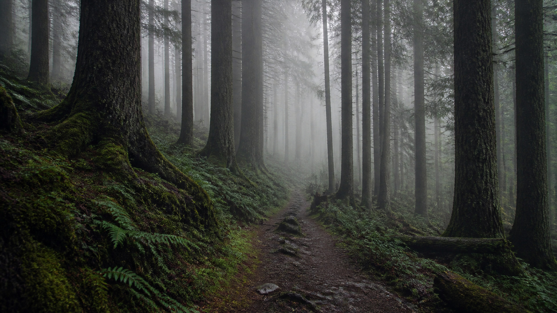霧の森 misty-forest-01