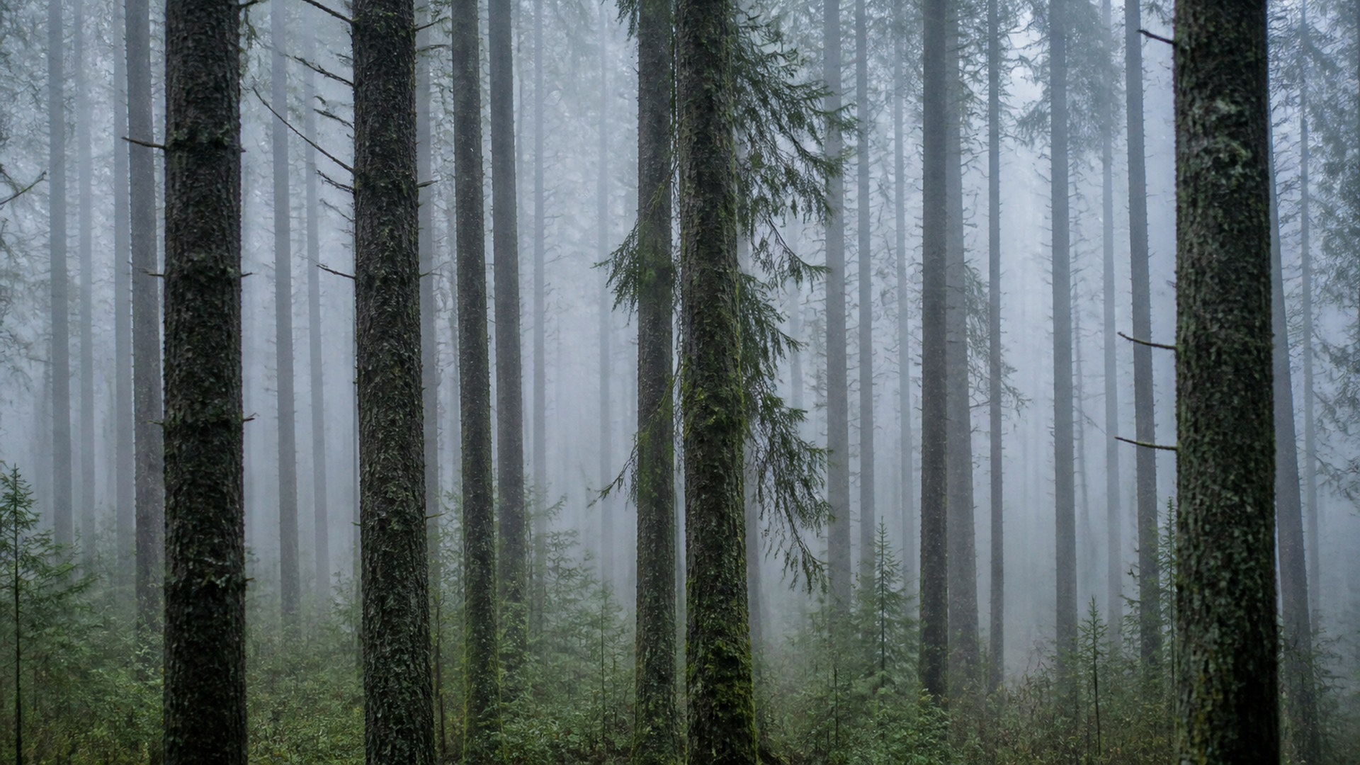 霧の森 misty-forest-04