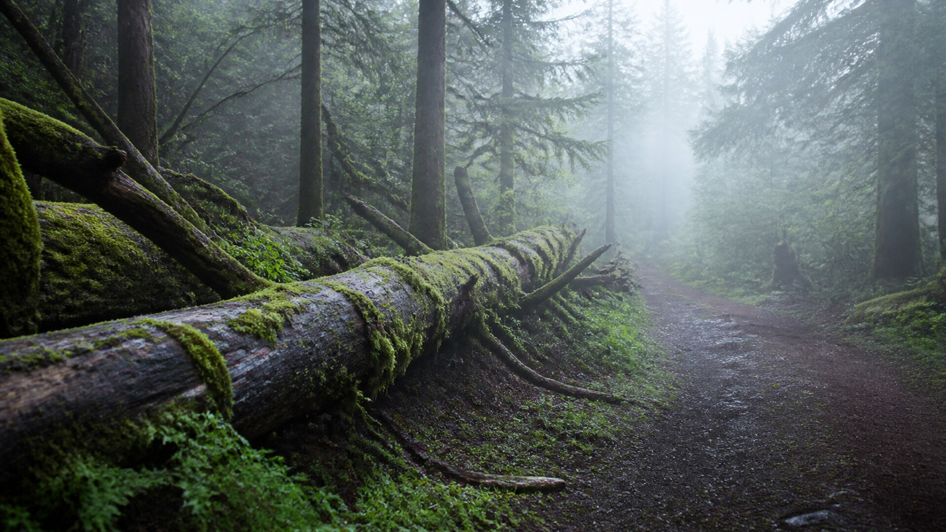 霧の森 misty-forest-05