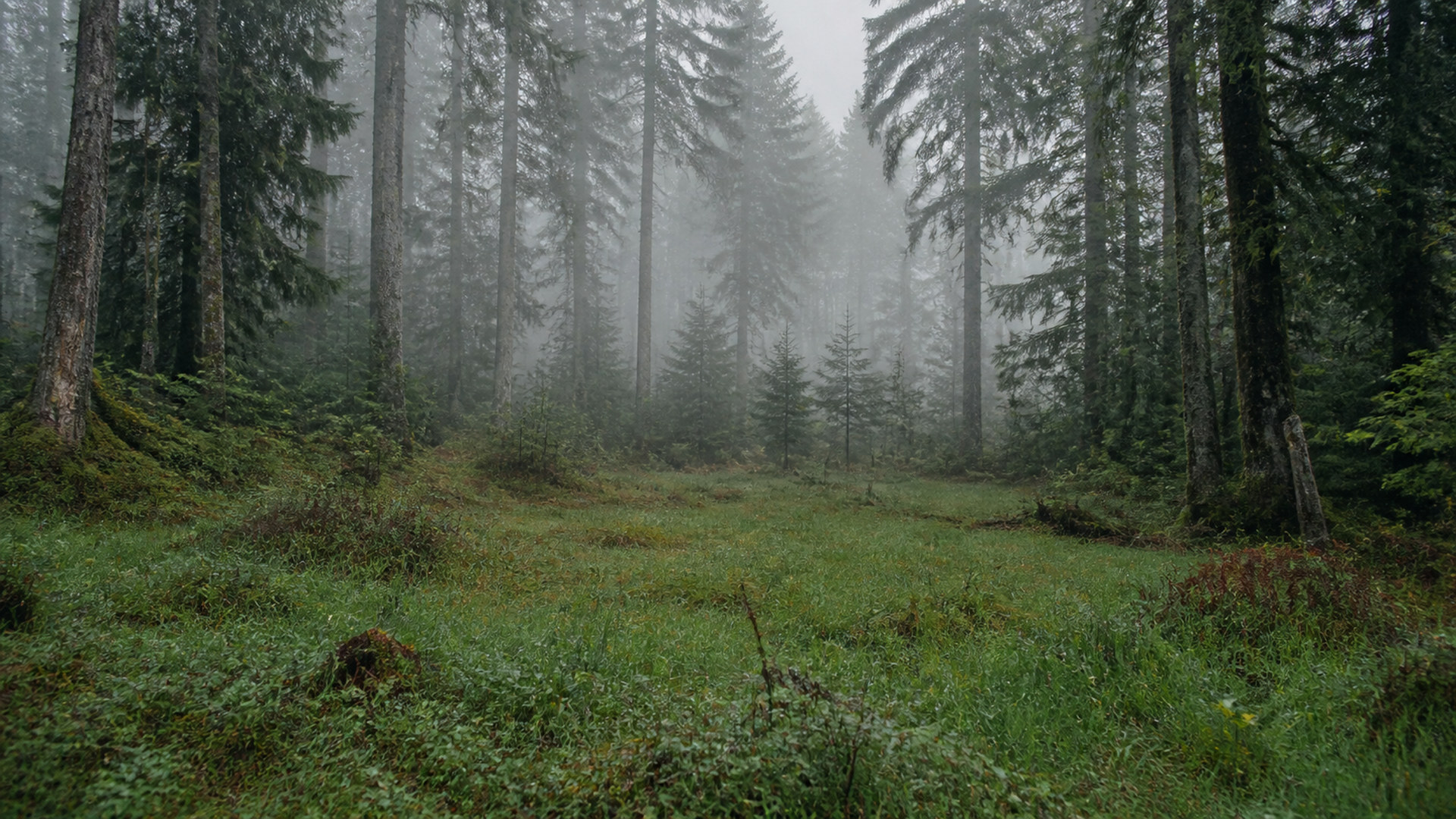 霧の森 misty-forest-06